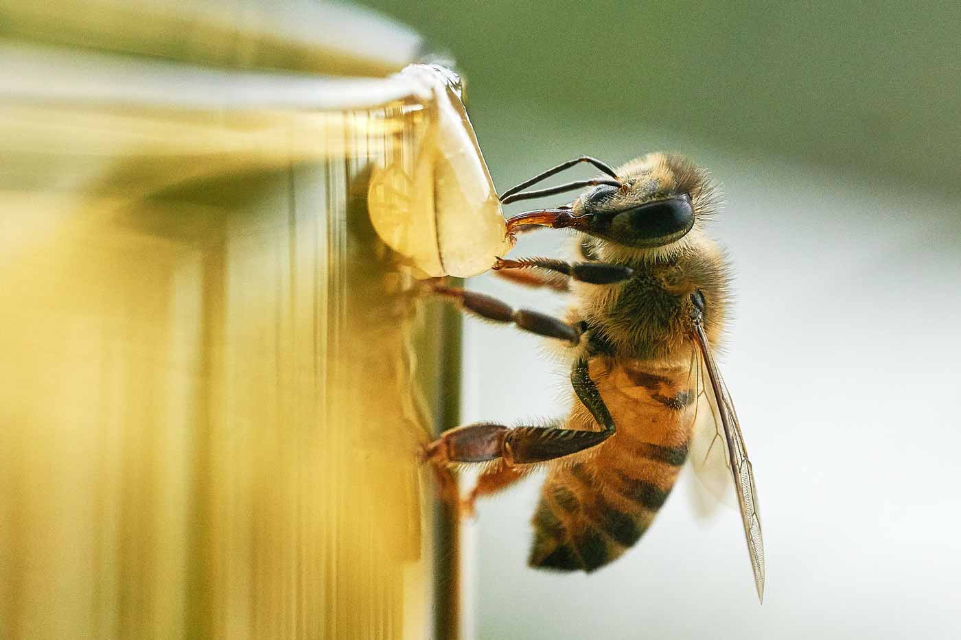 Biene klettert an Glas hoch